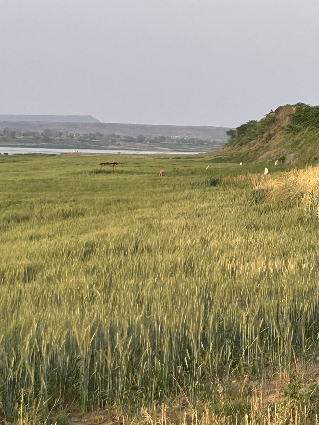 Reducing input costs and boosting yields for farmers in the Chambal floodplain is one way to close the gap between conservation needs and community livelihoods.