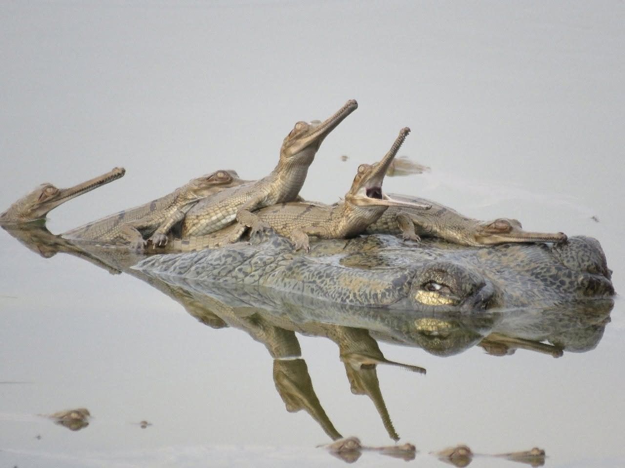 Hatchling gharials resting on an adult’s head