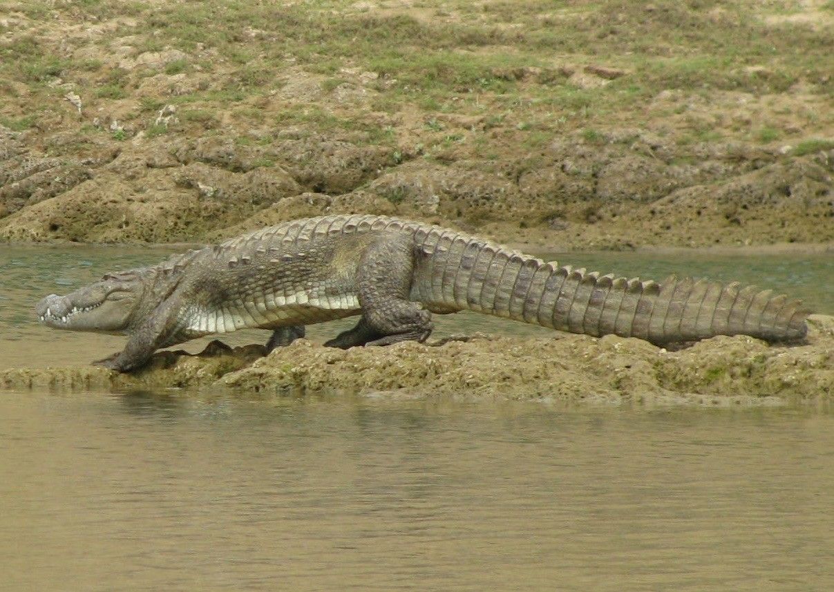 As human–crocodile conflicts rise, mastering the art and science of safely translocating muggers has never been more critical.