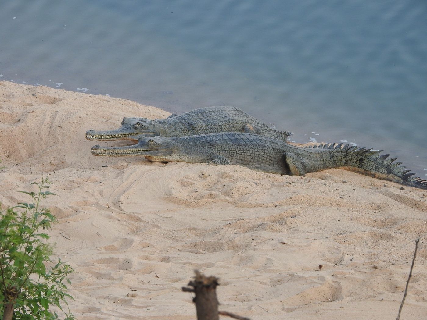 Sand was added at a degraded sandbank to promote nesting and to help us monitor female gharials attending their nests.