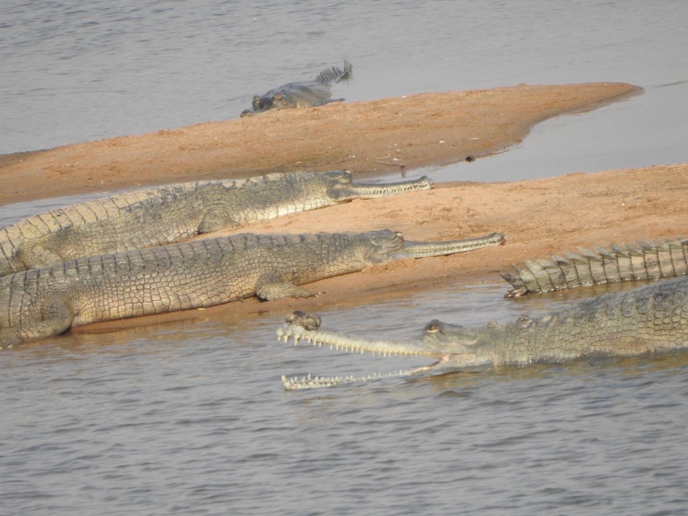 Within days of release, the adult male began courting the six female gharials in the Son River.