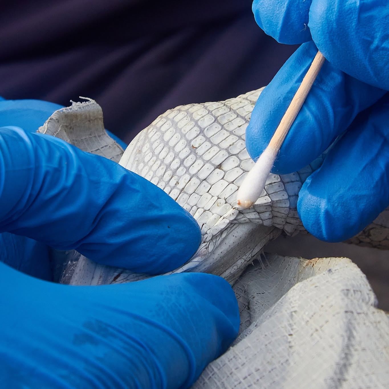 Gharial Genomics